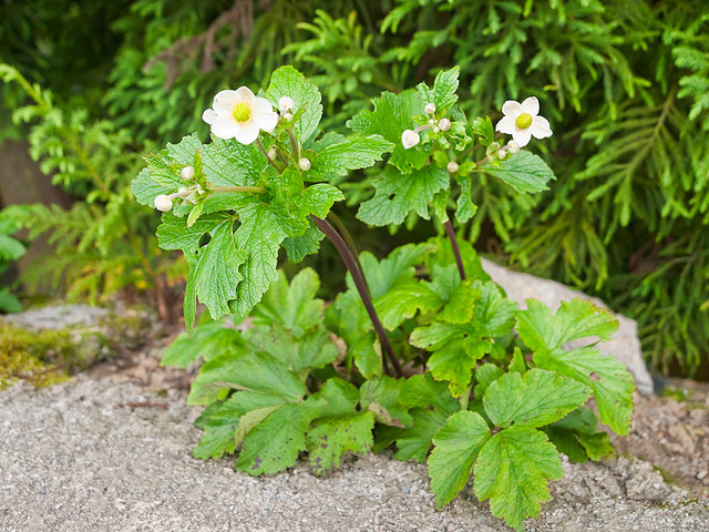 Anemone Hupehensis